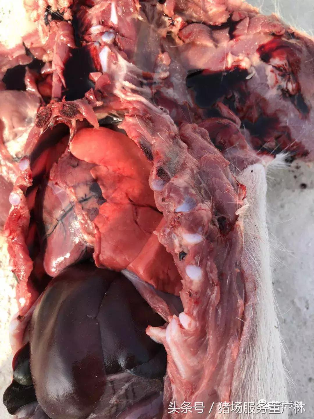 董广林最近消息,董广林最新消息