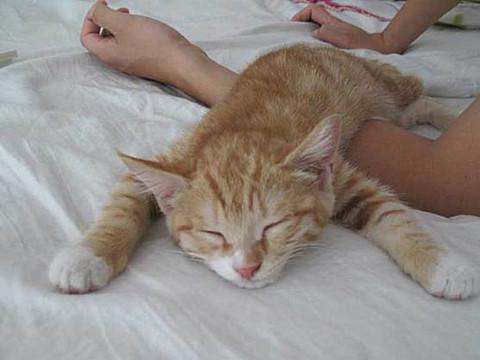 猫咪腹泻屁股红肿突出怎么办,猫咪腹泻快速解决方法