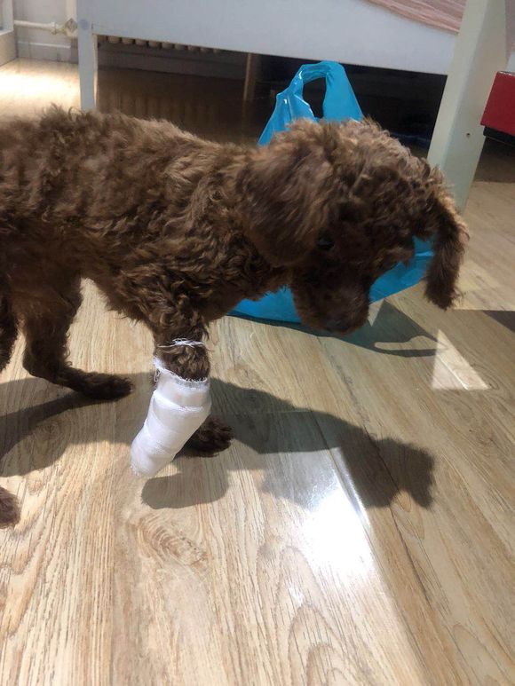 泰迪越打它越叛逆,泰迪太淘气应该打吗