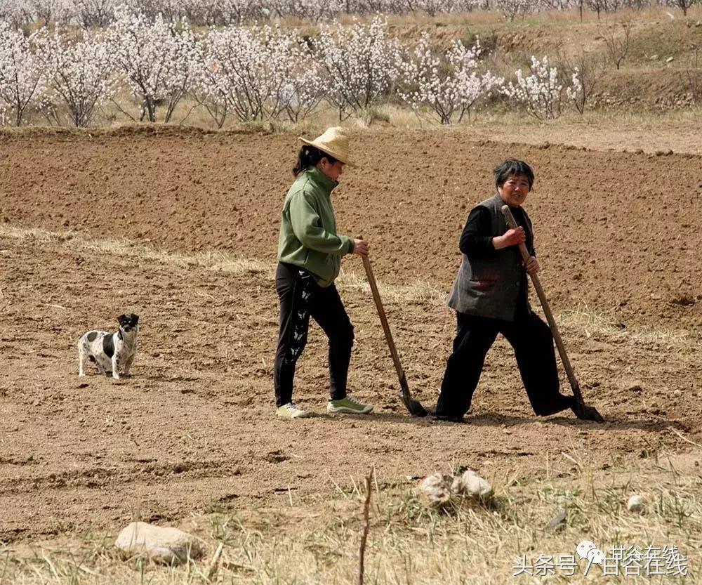 正宗的甘谷辣椒,甘谷七寸红辣椒