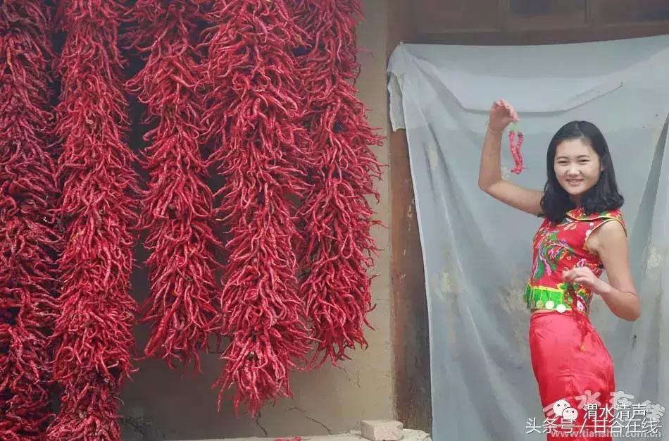 正宗的甘谷辣椒,甘谷七寸红辣椒