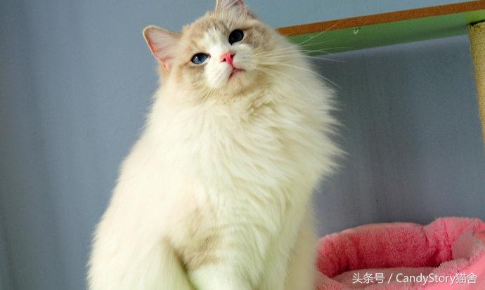 布偶猫繁育种猫怎么选,关于布偶猫的一些知识