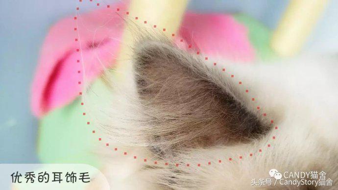 布偶猫繁育种猫怎么选,关于布偶猫的一些知识