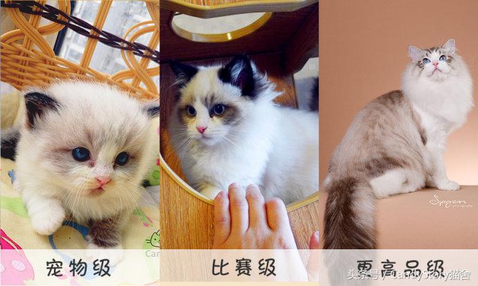 布偶猫繁育种猫怎么选,关于布偶猫的一些知识