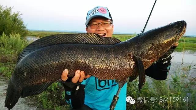 雷强教学,雷强雷蛙手法