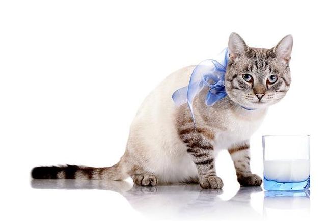 猫咪腹泻屁股红肿突出怎么办,猫咪腹泻快速解决方法