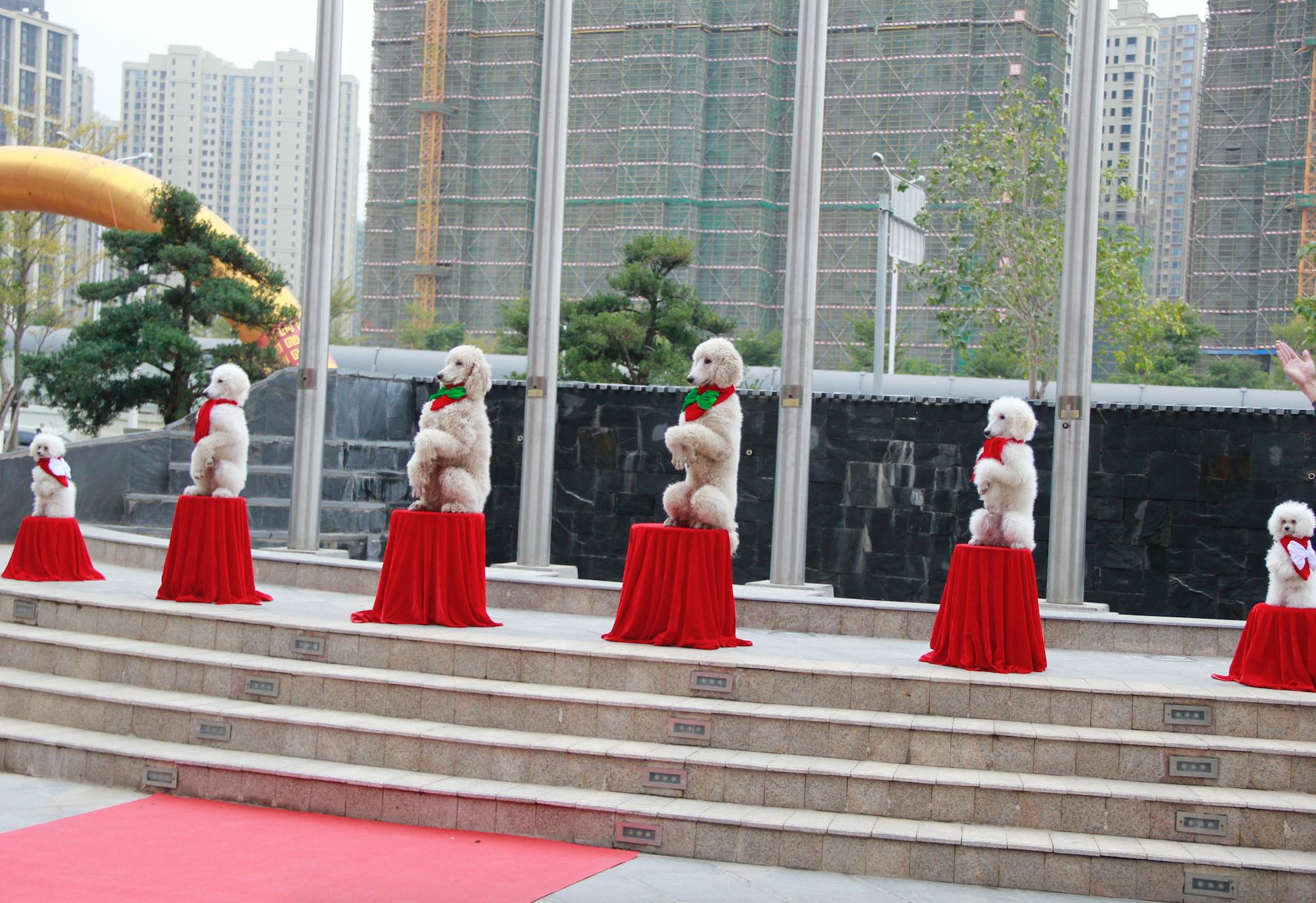 厦门亲子酒店动物园,厦门有几家五星级的酒店