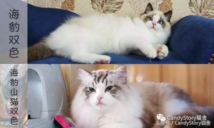 布偶猫繁育种猫怎么选,关于布偶猫的一些知识