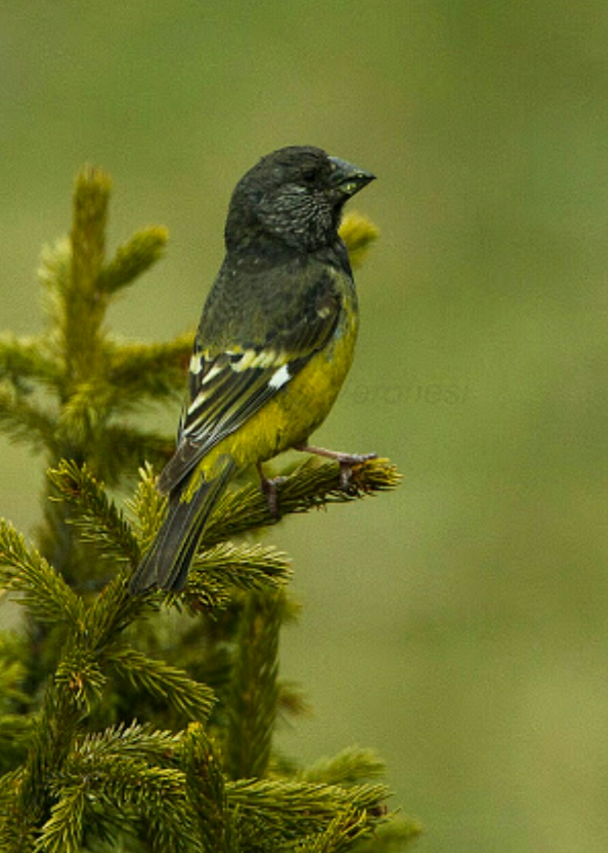 白翅拟蜡嘴雀指名亚种,白翅拟蜡嘴雀在什么地方