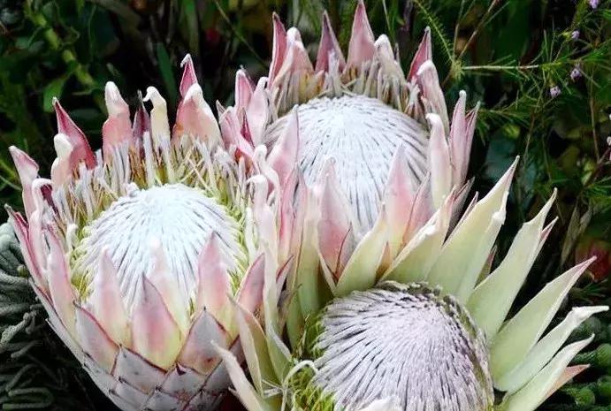 上廓街竟然有间360°鲜花环绕的小店