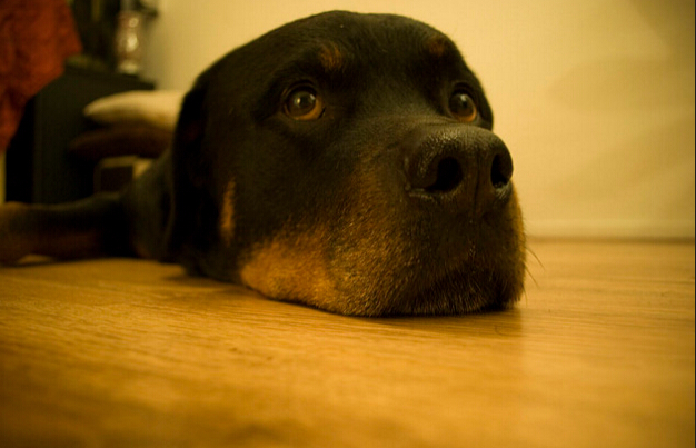 德国犬种罗威纳图片,欧美最受欢迎的犬种罗威纳犬