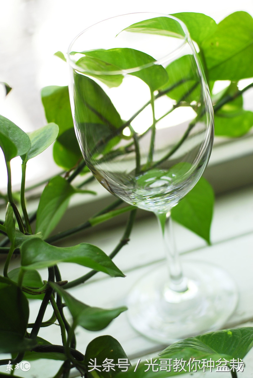 绿萝君子兰怎么养才能长得快,君子兰绿萝叶子边发黄怎么办