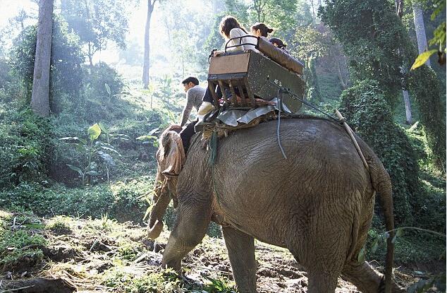 泰国导游被大象踩死,导游在泰国被大象踩死