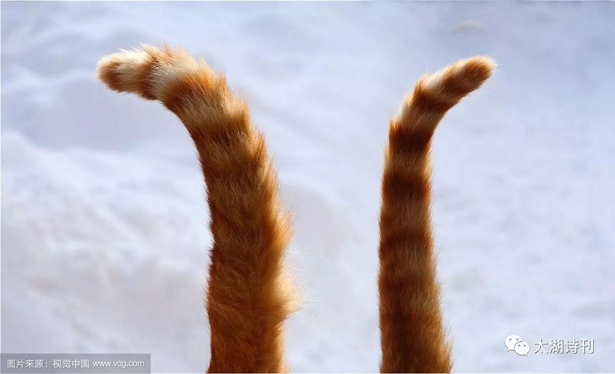 老浦闲聊一一尾巴的功能