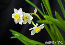 关于水仙花的知识简短,关于水仙花的知识有哪些