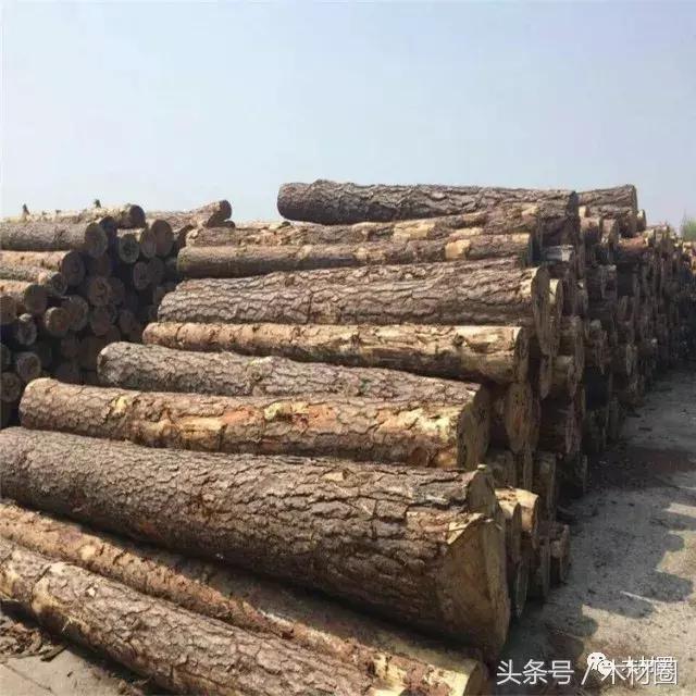 各国木材资源总量排名,各国木材市场现状