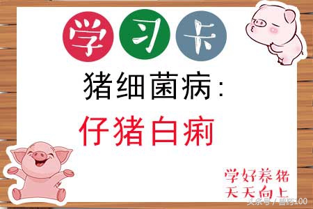 仔猪痢疾鉴别诊断治疗方法,如何鉴别仔猪黄痢和仔猪白痢