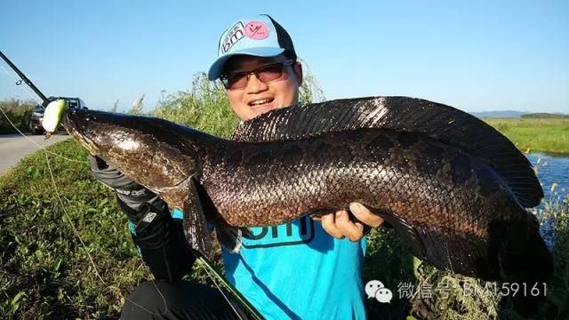 雷强教学,雷强雷蛙手法