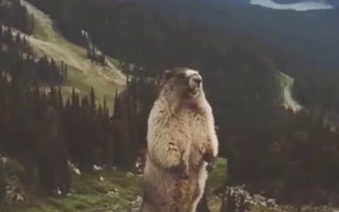 和平精英特效全开要什么配置,英雄联盟特效全开要具备哪些条件