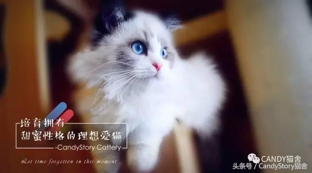 布偶猫繁育种猫怎么选,关于布偶猫的一些知识