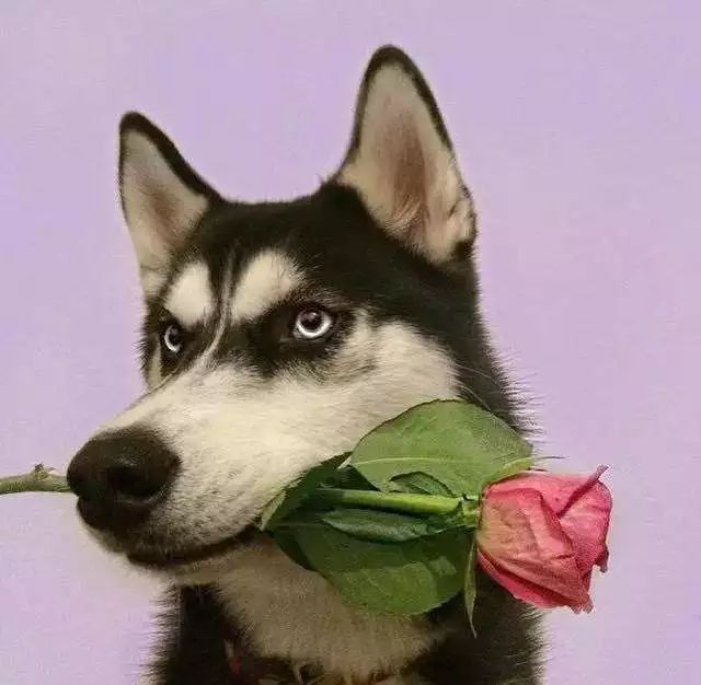 狗是人类最忠诚的朋友的人生感悟,忠犬八公的真实故事