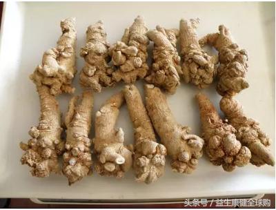 三七真的有药效功能吗,三七有禁忌吗什么人不能吃三七