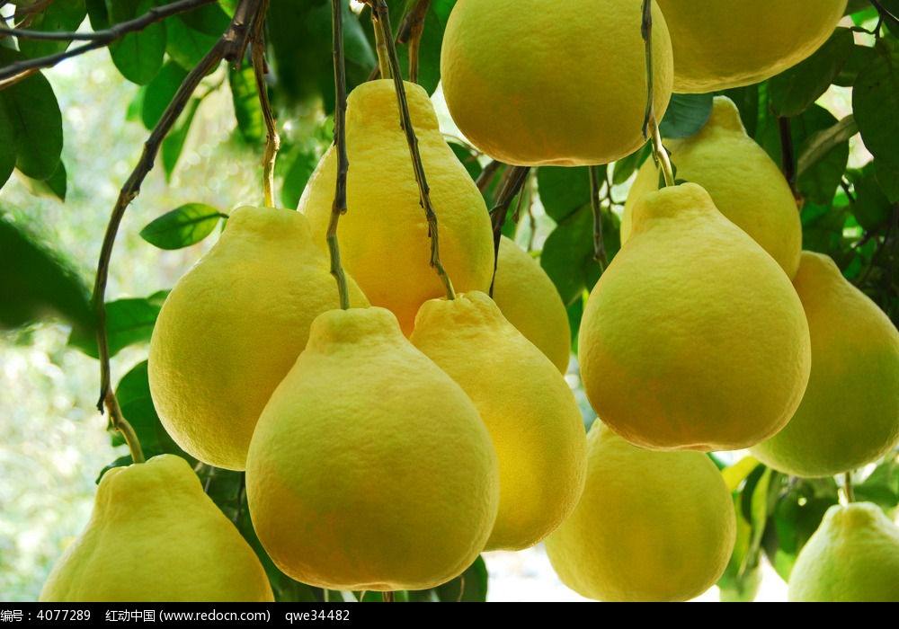 吃红心柚子有什么好处,吃柚子对高血压有好处吗