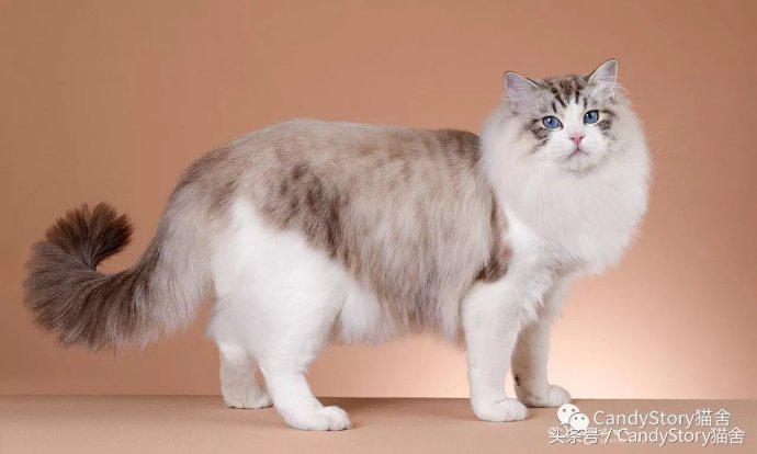 布偶猫繁育种猫怎么选,关于布偶猫的一些知识