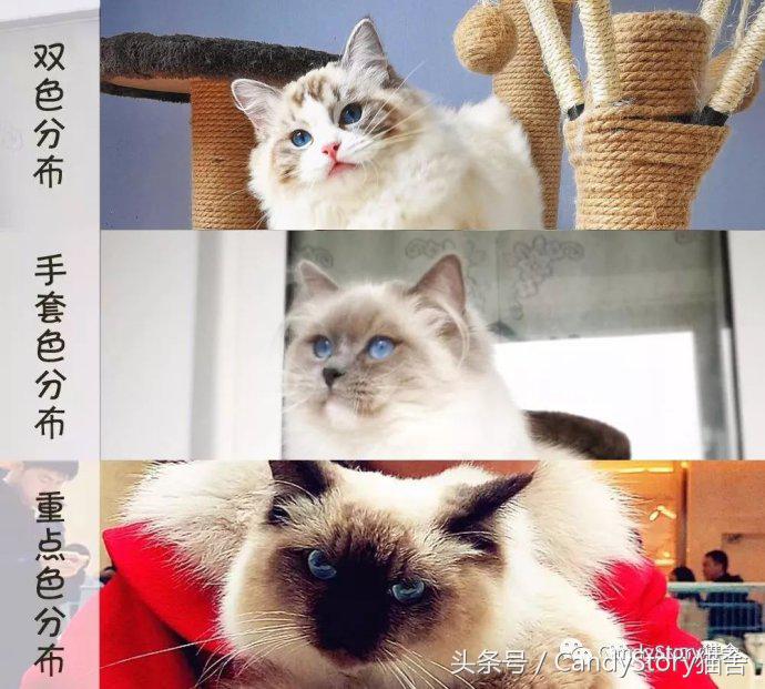 布偶猫繁育种猫怎么选,关于布偶猫的一些知识