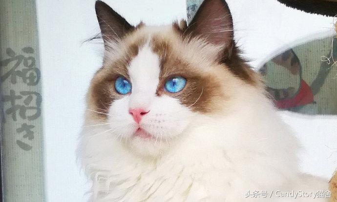 布偶猫繁育种猫怎么选,关于布偶猫的一些知识