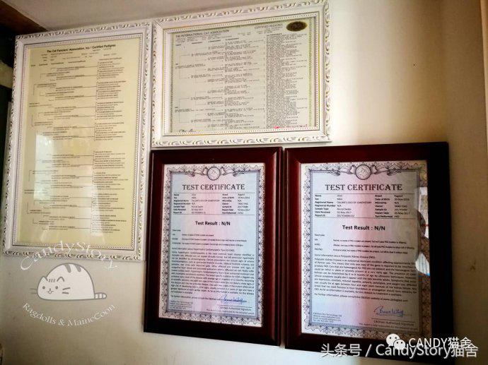 布偶猫繁育种猫怎么选,关于布偶猫的一些知识