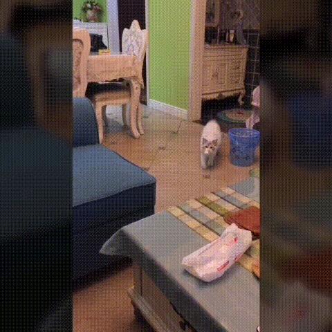 布偶猫繁育种猫怎么选,关于布偶猫的一些知识