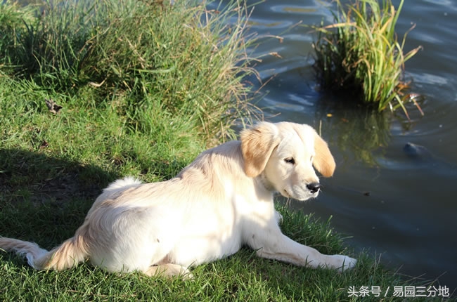 戌狗属相运程,十二生肖运势2023年戌狗