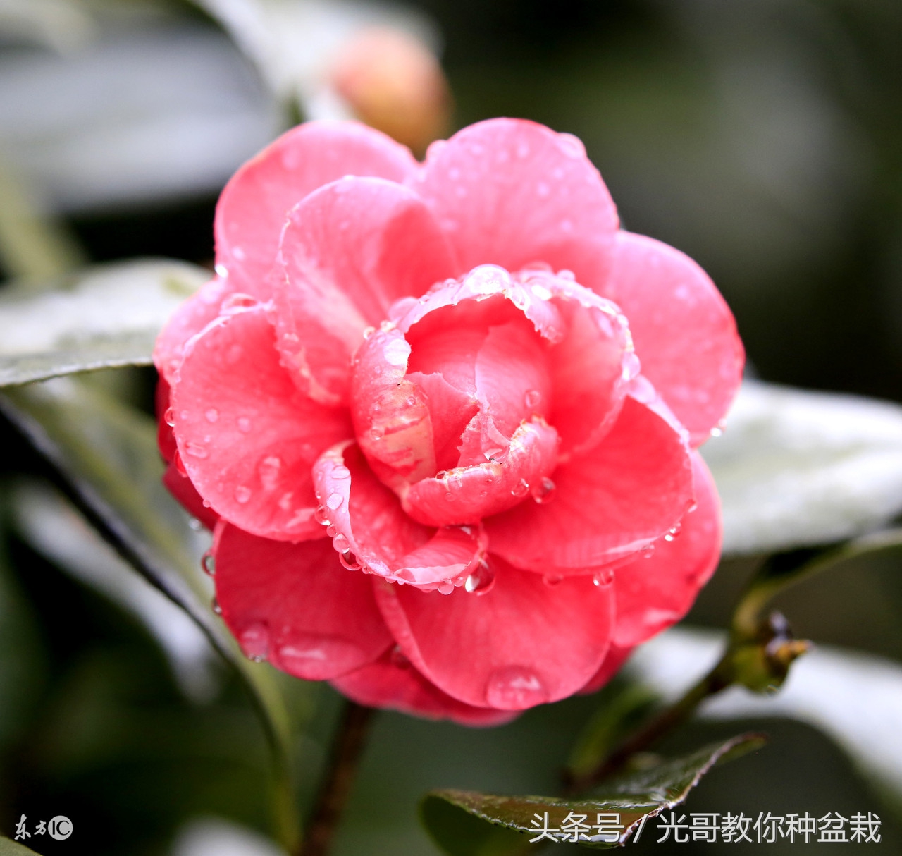 绿萝君子兰怎么养才能长得快,君子兰绿萝叶子边发黄怎么办