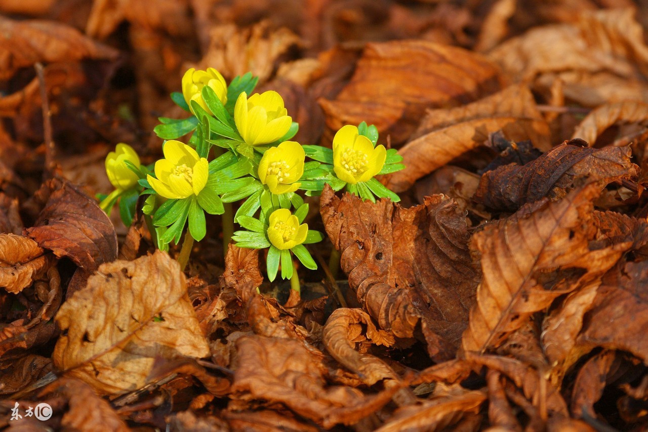 附子通常和什么搭配,附子与十六种药搭配