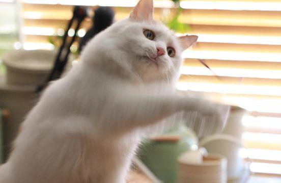 如果猫咪有翅膀,如果猫咪有星座