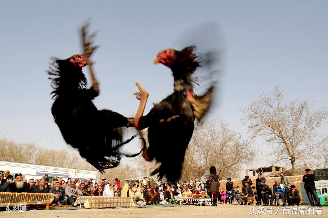 初学养鸡,选鸡技术