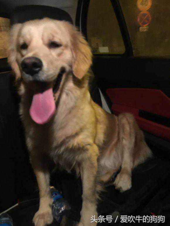 六个月金毛细小救得活吗,金毛细小好了一直不吃东西