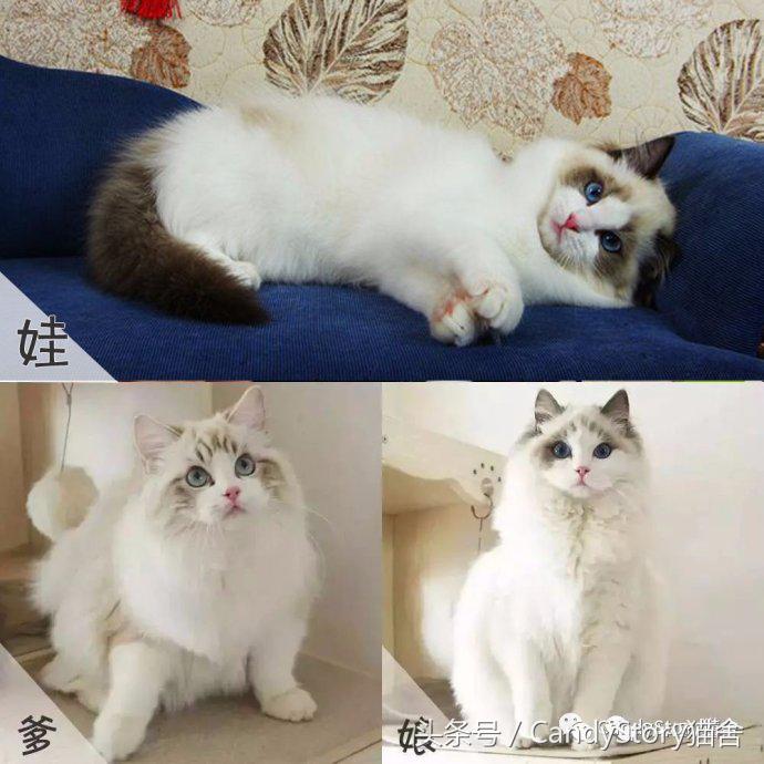 布偶猫繁育种猫怎么选,关于布偶猫的一些知识