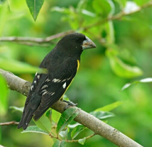 白翅拟蜡嘴雀指名亚种,白翅拟蜡嘴雀在什么地方