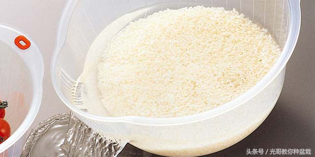 绿萝君子兰怎么养才能长得快,君子兰绿萝叶子边发黄怎么办