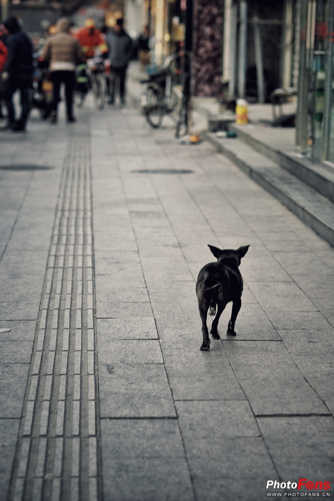 佳能ef85mm1.2人像王测评,佳能定焦镜头ef50mm1.8