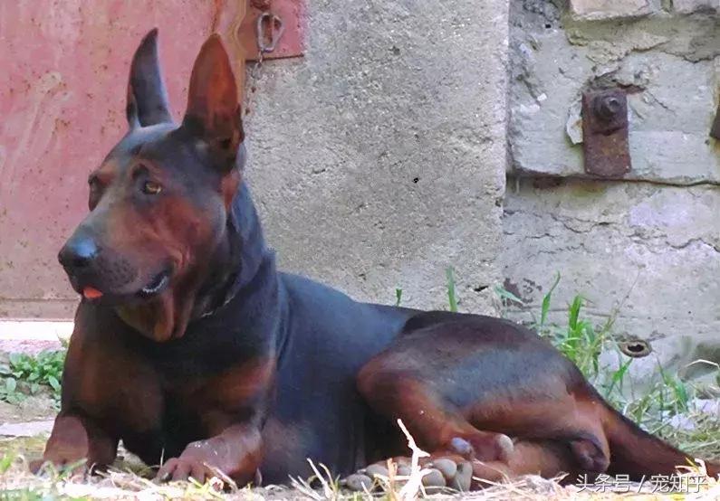 狼犬界少有匹敌的存在,中国莱州红,不得不说的事!