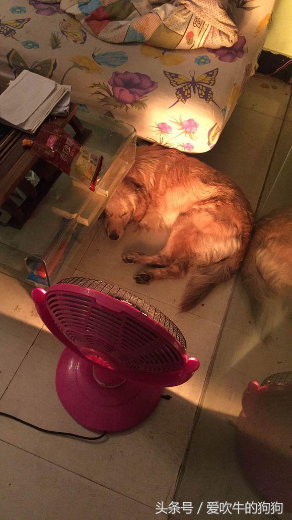 六个月金毛细小救得活吗,金毛细小好了一直不吃东西