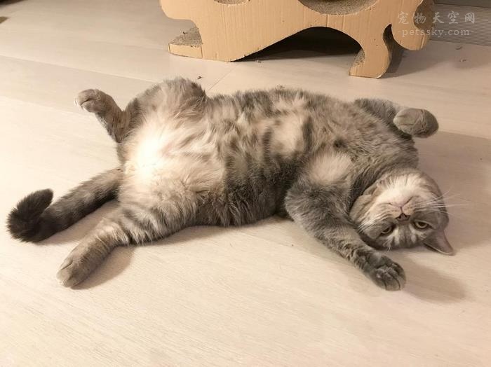 两个月猫咪尿床原因和解决办法,猫咪喜欢在床上撒尿怎么纠正