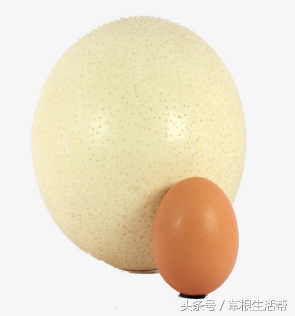 养殖“大笨鸟”,敲开致富门,80后回老家创业成为新一代农场主