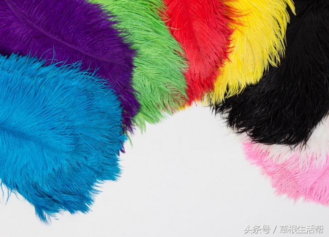 养殖“大笨鸟”,敲开致富门,80后回老家创业成为新一代农场主