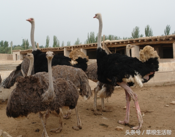 养殖“大笨鸟”,敲开致富门,80后回老家创业成为新一代农场主