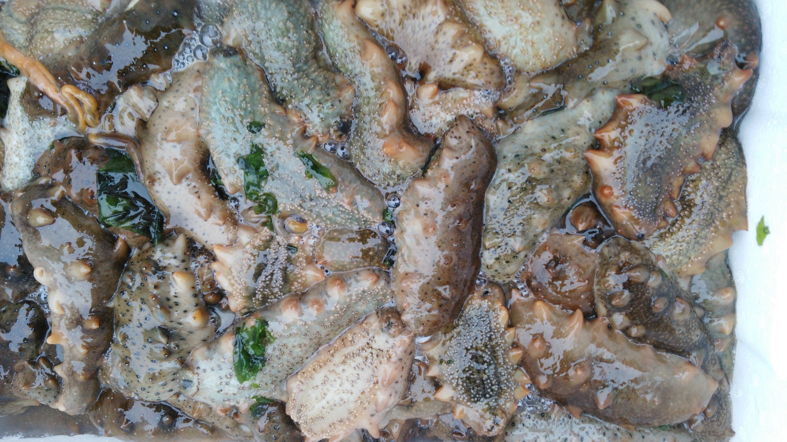 鲜活海参怎样处理好,鲜活海参处理方法