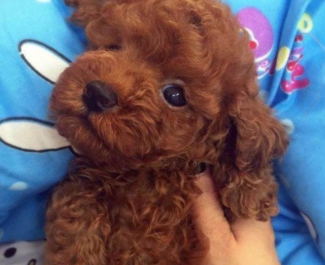 新手养泰迪怎么投食,新手养公泰迪还是母泰迪